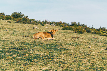 Portrait of a brown calf resting on the green meadow