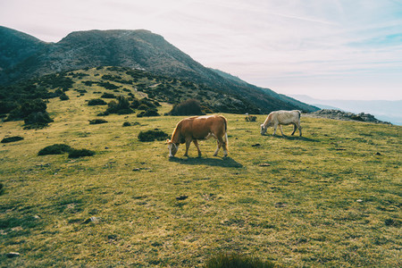 Two cows grazing in a green meadow