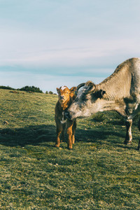 Portrait of a cow protecting her little calf and looking at the camera