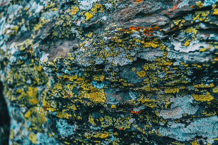Macro of yellow lichens on a rock wall