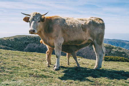 Portrait of a cow looking at camera while breastfeeding her little calf