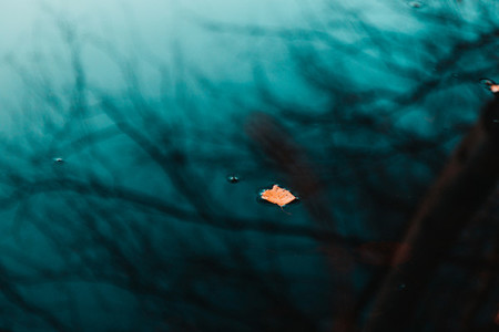 Moody nature photography of fallen leaf on dark water with reflections of autumn trees