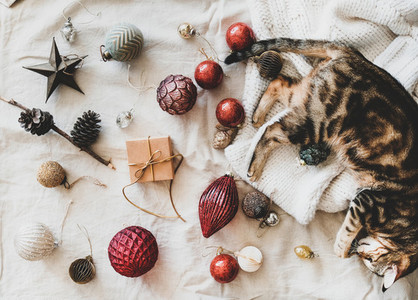 Christmas festive decoration toys and home cat lying on sweater