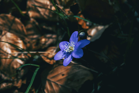 Close up of a blue flower and a bud of anemone hepatica