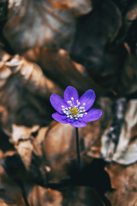 Close up of an isolated purple flower of anemone hepatica