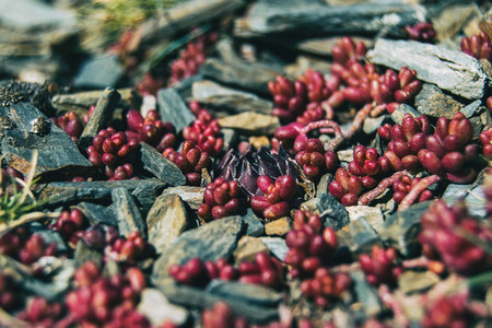 Close up of a round  pointed purple plant surrounded by red leaves of sedum