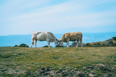 Two cows with closed eyes putting their heads together fondly