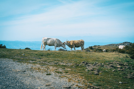 Two cows showing affection in a meadow