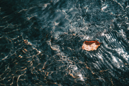 Detail of a wrinkled and dried leaf floating in the surface of the water with light reflections