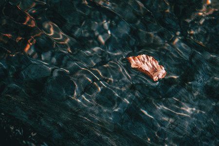 Detail of a brown dried leaf floating on the surface of the water