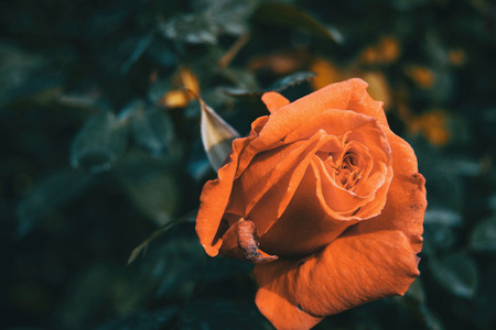 Macro of an orange open rose in the wild