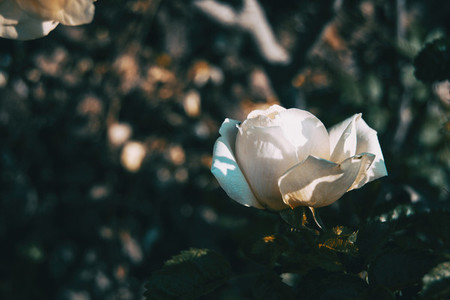 Close up of a white open rose in the wild