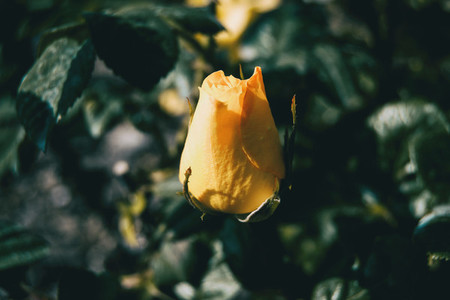 Close up of an isolated yellow rose