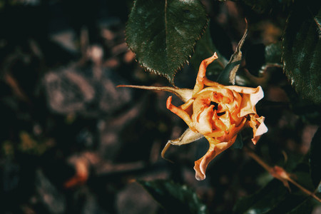 Close up of an orange rose with twisted petals