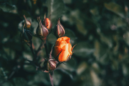 Close up of an orange rose on a bunch surrounded by closed rosebuds