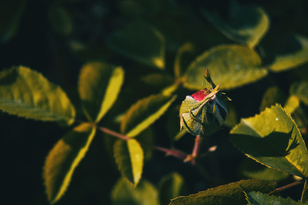 Detail of a red rosebud blooming surrounded by green leaves