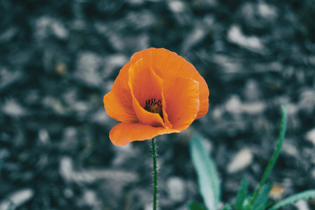 Close up of an isolated orange flower of papaver rhoeas