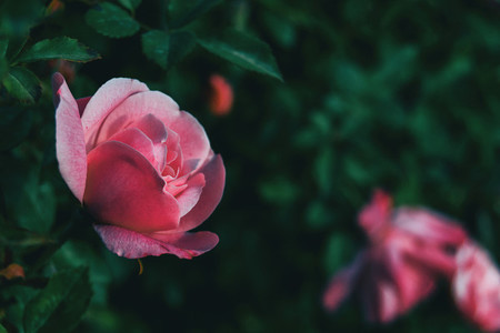 Close up of a light pink rose