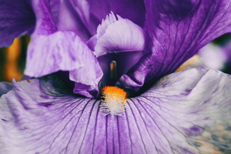Macro of the inside of a purple flower of iris germanica