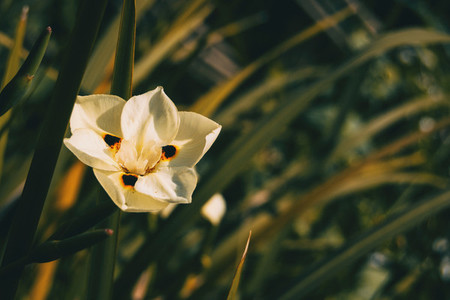 Close up of a white flower of dietes bicolor