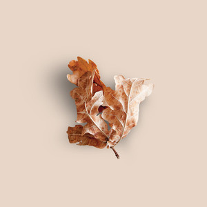 Dried Leaf Background