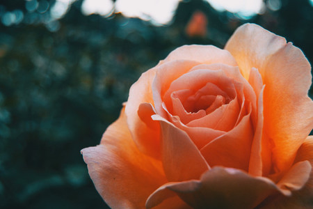 Macro of an elegant open apricot rose on bokeh background