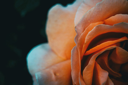 Macro of a half of an apricot rose on extreme close up