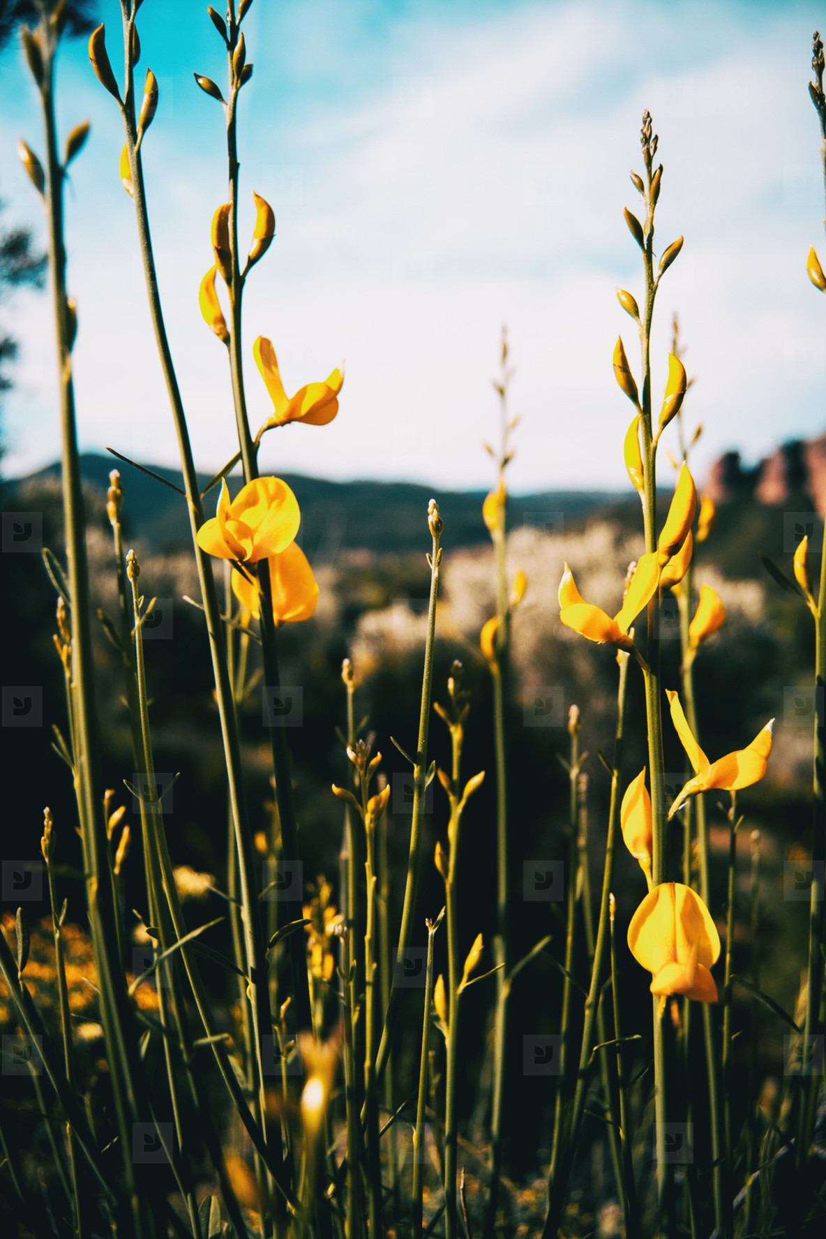 Close up of some tall stems of spartium junceum with yellow flowers