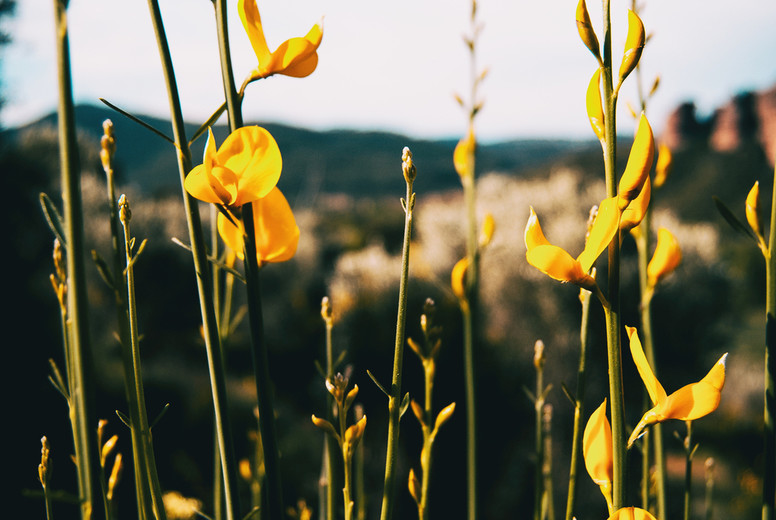 Close-up of some tall stems of spartium junceum with yellow flowers