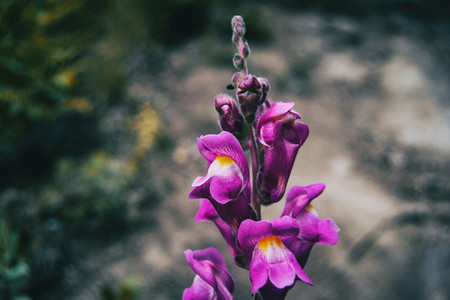 Detail of some purple flowers and buds of antirrhinum majus on the tip of a stem