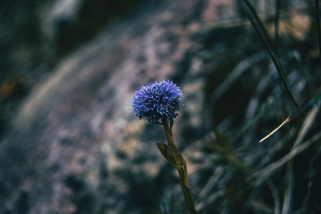 Close up of an isolated purple inflorescence of globularia