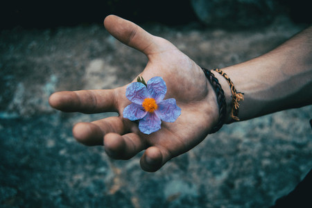 A human hand holding a bluish flower of cistus albidus