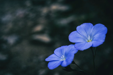 Close up of two blue flowers of linum narbonense