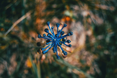 Detail of a blue plant with a bunch of closed buds