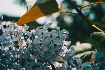 Close up of some small white flowers of syringa vulgaris on a bunch