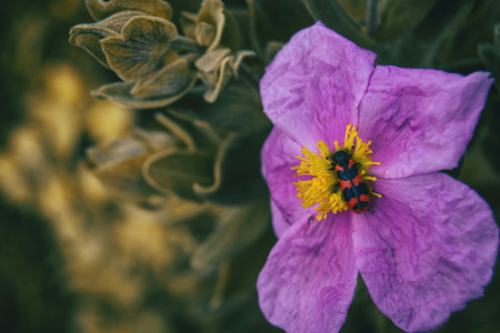 Macro of a purple flower of cistus albidus with a black and red beetle on its stamems