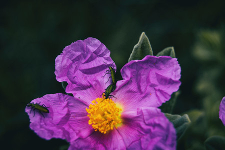 Detail of three small insects on the petals of a purple flowers of cistus albidus
