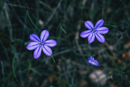 Close up of two violet flowers of aphyllanthes monspeliensis