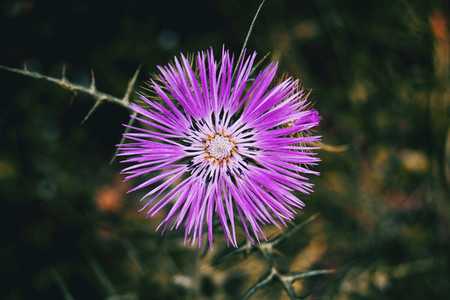 Detail of an isolated purple flower of galactites tomentosa