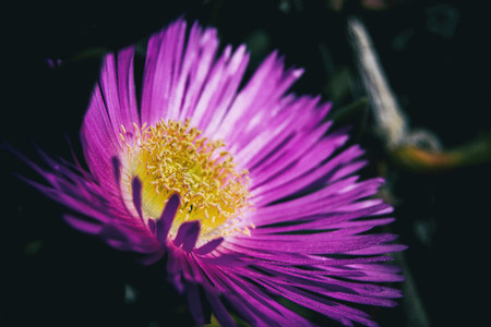 Macro of a carpobrotus flower with pink petals and yellow stamens