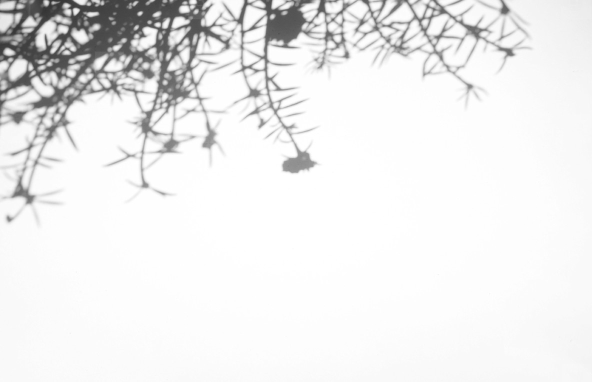 Realistic leaves natural shadow overlay on white texture backgro