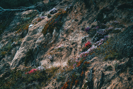 A hillside covered in colorful flowers and roots growing wildly