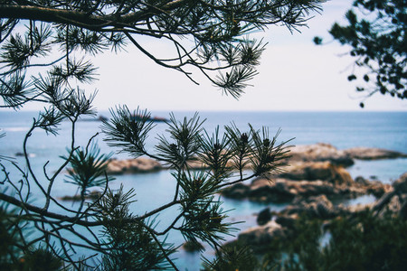 Close up of some branches of a tree and its thin pointed leaves with the sea unfocused on the background