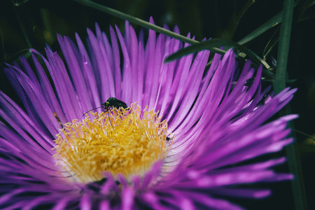 Detail of an insect feeding on the yellow stamens of a purple carpobrotus flower