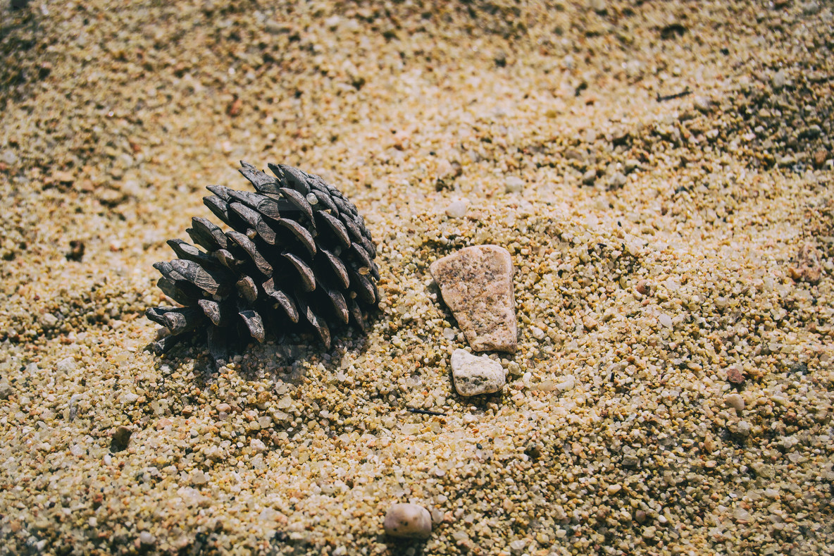 Detail of a pinecone and a pebble on the sand