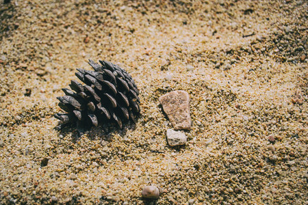 Detail of a pinecone and a pebble on the sand