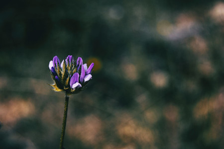 Detail of an isolated purple flower of bituminaria bituminosa