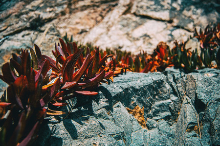 Detail of some succulent reddish leaves of carpobrotus growing on a rocky slope