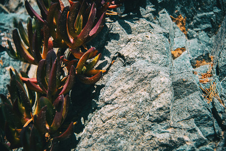 Detail of some succulent green and reddish leaves of carpobrotus growing on a wall stone