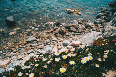 A bunch of white carpobrotus flowers growing next to a rocky shore